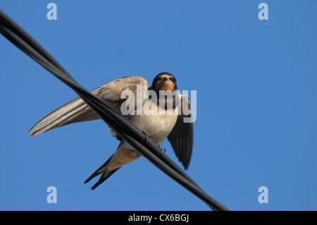 swallow di granaio Foto Stock