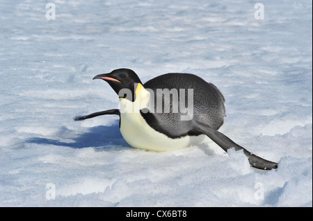 Pinguino imperatore Snow Hill, Antartide 2010 sull'icebreaker Kapitan Khlebnikov Foto Stock