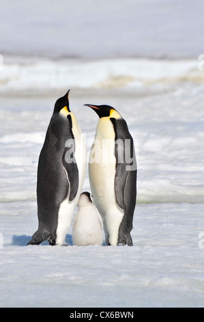 Pinguini imperatore Snow Hill, Antartide 2010 sull'icebreaker Kapitan Khlebnikov Foto Stock