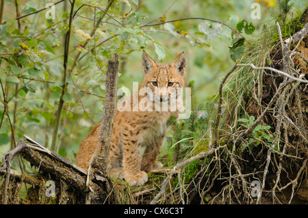 Giovani lynx Foto Stock