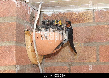 Swallow pulcini di alimentazione in un nido di terracotta. Foto Stock