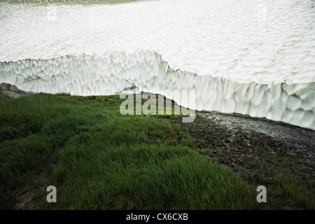 L'erba cresce accanto al ghiacciaio del Mutnovsky, Kamchatka, Petropavlovsk Kamchatsky, Russia Foto Stock