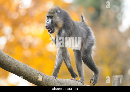 Mandrill a piedi Foto Stock