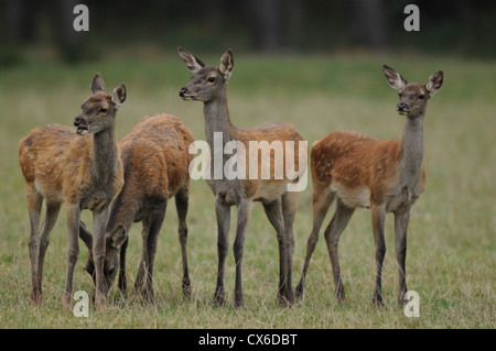 Red deer Foto Stock