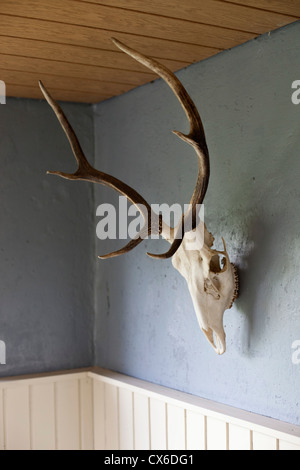 Un animale cranio con corna, appeso a una parete Foto Stock