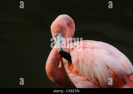 Flamingo cileni Foto Stock