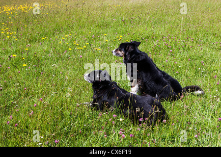 Due Border Collie cani da lato a lato che guarda fuori attraverso un prato Foto Stock