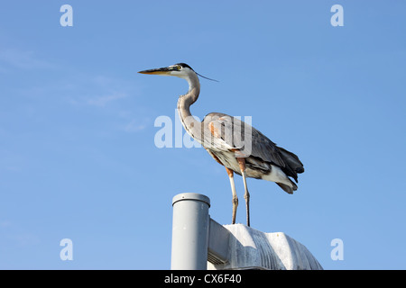 Airone blu (Ardea erodiade) in piedi su un posto vicino a Sarasota, Florida, contro un luminoso cielo blu Foto Stock