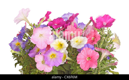 Vista laterale di piante di petunia, fioritura in più colori contro uno sfondo bianco Foto Stock