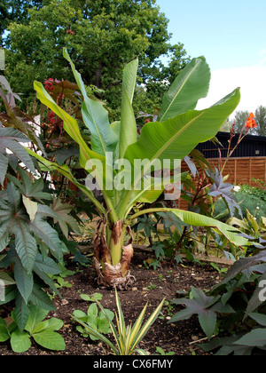 Piante di banana, REGNO UNITO Foto Stock