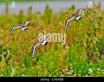 Nero tailed godwits, Limosa limosa Foto Stock