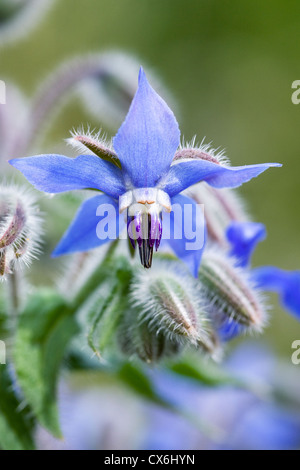 Borragine officinalis. La borragine cresce in un giardino inglese. Foto Stock