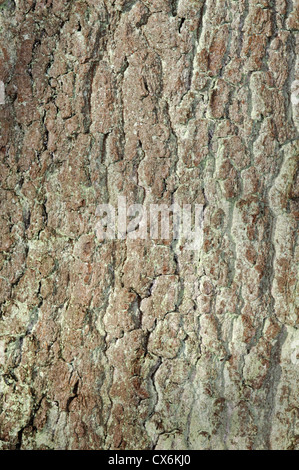 Pino silvestre Pinus sylvestris Pinaceae Foto Stock
