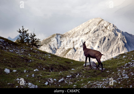 Camoscio Rupicapra rupicapra Adlerweg sentiero escursionistico, Innsbruck, in Tirolo, Austria Foto Stock