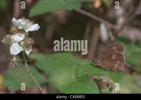 Ringlet butterfly (Aphantopus hyperantus). West Sussex, Regno Unito. Luglio. Foto Stock