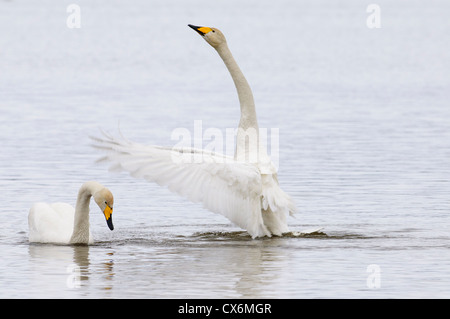 Coppia di cigni whooper visualizzazione Foto Stock