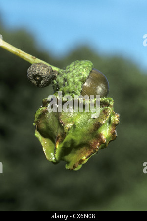 Knopper fiele su acorn di Farnia Quercus robur, causata da minuscoli wasp Andriscus quercuscalicis. Foto Stock