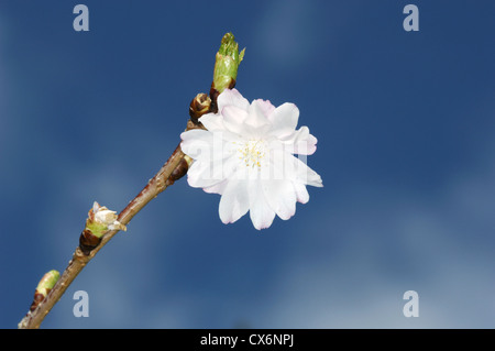 Inverno Cherry Prunus x subhirtella Autumnalis "" Foto Stock