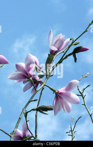 Dawson's Magnolia Magnolia dawsoniana Foto Stock