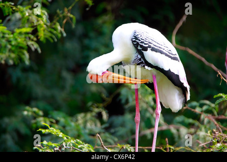 Dipinto di Cicogne, Parco Nazionale di Keoladeo, Rajasthan, India Foto Stock