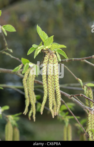 Unione Hop-Hornbeam Ostrya carpinifolia (Betulaceae) Foto Stock