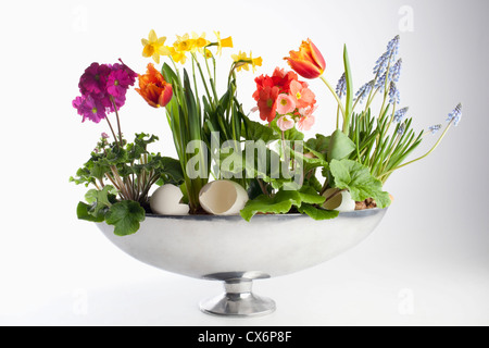 Una disposizione di fiori in primavera, compresi i narcisi e tulipani Foto Stock