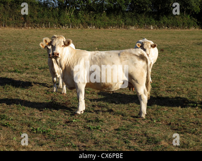 Charolaise mandria di vacche a Corbigny, Morvan national park, Nièvre, Bourgogne, Borgogna, in Francia, in Europa Foto Stock