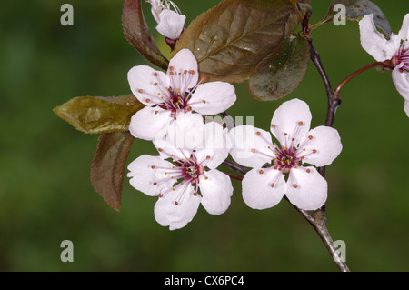 Cherry Plum Prunus cerasifera Rosaceae Foto Stock