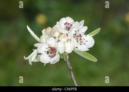 Willow-lasciato Pera Pyrus salicifolia (Rosacee) Foto Stock