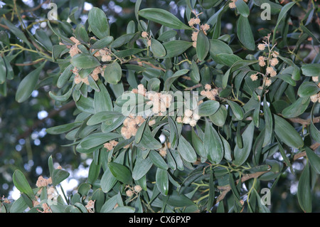 Blackwood Acacia melanoxylon Foto Stock