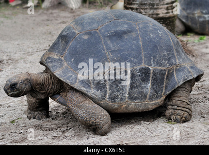 Le Galapagos La tartaruga gigante ,Close Up Foto Stock