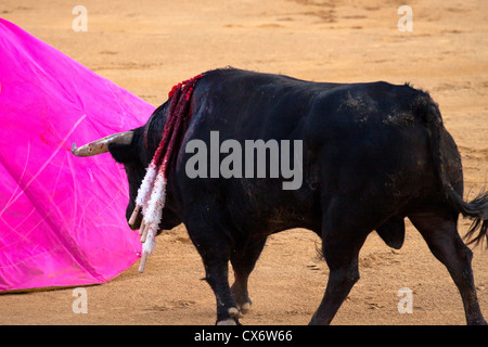 La corrida in Spagna. 21 luglio 2012, La Linea de la Concepcion, Spagna. Foto Stock