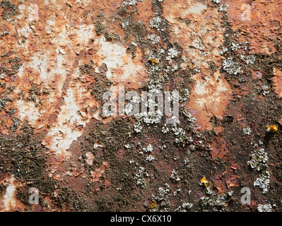 Moss sulla vecchia piastra di metallo Foto Stock