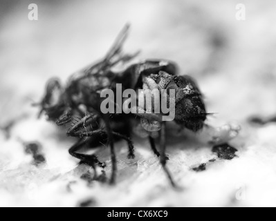 Femmina Morta (housefly Musca domestica), con vermi uscente del fly addome Foto Stock