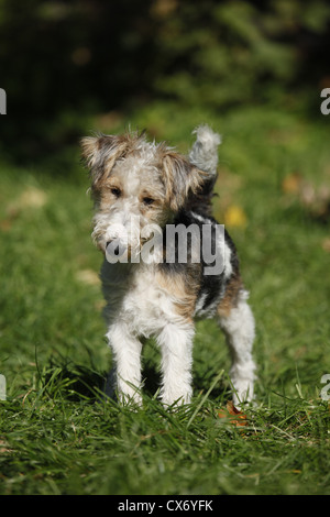 Fox Terrier cucciolo Foto Stock