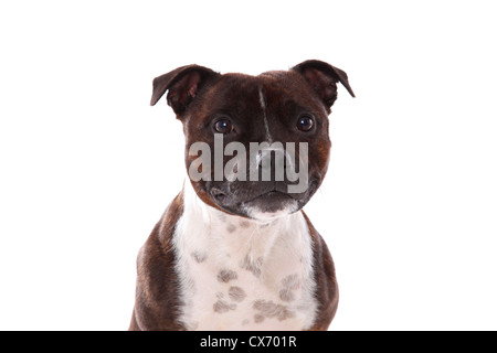 Staffordshire Bullterrier ritratto Foto Stock