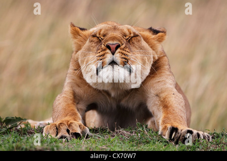 Lion stretching, Masai Mara, Kenya Loewe lion Panthera leo Foto Stock