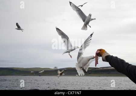 Aringa gabbiani prendendo il cibo da umano al volo Foto Stock