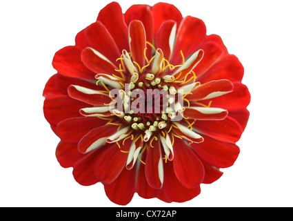 Fiore rosso di un Zinnia Foto Stock