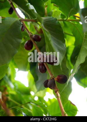 La Robusta i chicchi di caffè crescente sulla pianta. Dordrecht nei Paesi Bassi la coffea Canephora Foto Stock