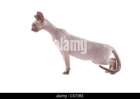 Devon Rex Foto Stock