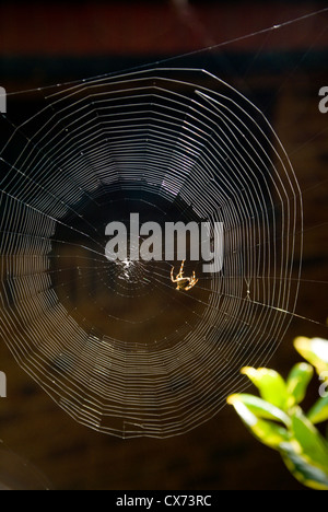 Giardino o orb spider Araneus diadematus sul web roath park Cardiff Galles settembre Foto Stock