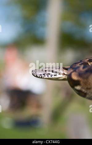 Un serpente Boa Foto Stock