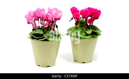Il verde dei vasi con fiori di ciclamino isolato su bianco Foto Stock