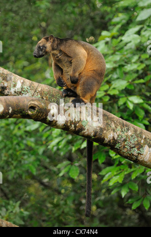 Lumholtz's Tree Kangaroo Dendrolagus lumholtzi fotografato maschi selvatici in North Queensland, Australia Foto Stock