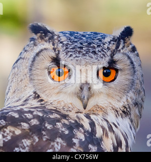 Close-up di un indiano gufo reale (Bubo bengalensis) in cattività in Inghilterra. Chiamato anche il Bengala gufo reale. Foto Stock