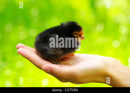 Tenere in mano la cura per un piccolo pollo Foto Stock