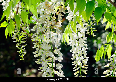 Il Glicine giapponese Foto Stock