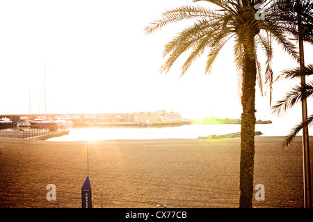 Fronte spiaggia di Barcellona con la luminosa luce del sole proveniente attraverso gli alberi di palma, Barche e yachts legato fino a Porto Spagna vacanze in Europa Foto Stock