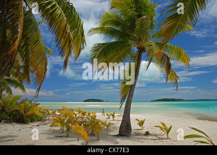 Palme da cocco alberi e spiaggia di sabbia bianca e blu cielo, Tapuaetai isola (un piede island), atollo di Aitutaki, Isole Cook, Pacific Foto Stock